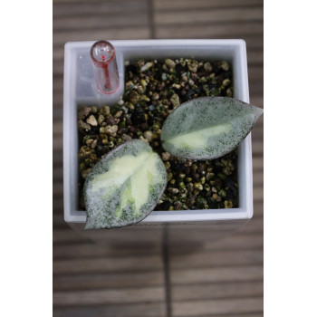 Hoya carnosa 'Argentea Princess' - ukorzeniona store with hoya flowers