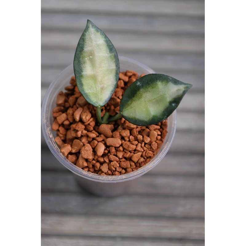 Hoya lacunosa 'Queen Midori' - real photos store with hoya flowers