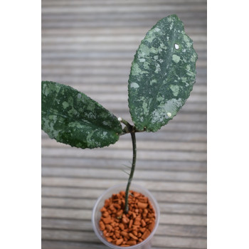 Hoya undulata Silver - ukorzeniona sklep z kwiatami hoya