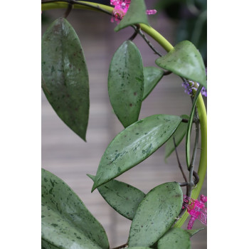 Hoya XQ store with hoya flowers