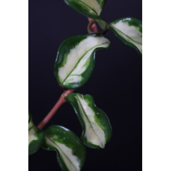 copy of Hoya carnosa 'Marlea' variegated internet store