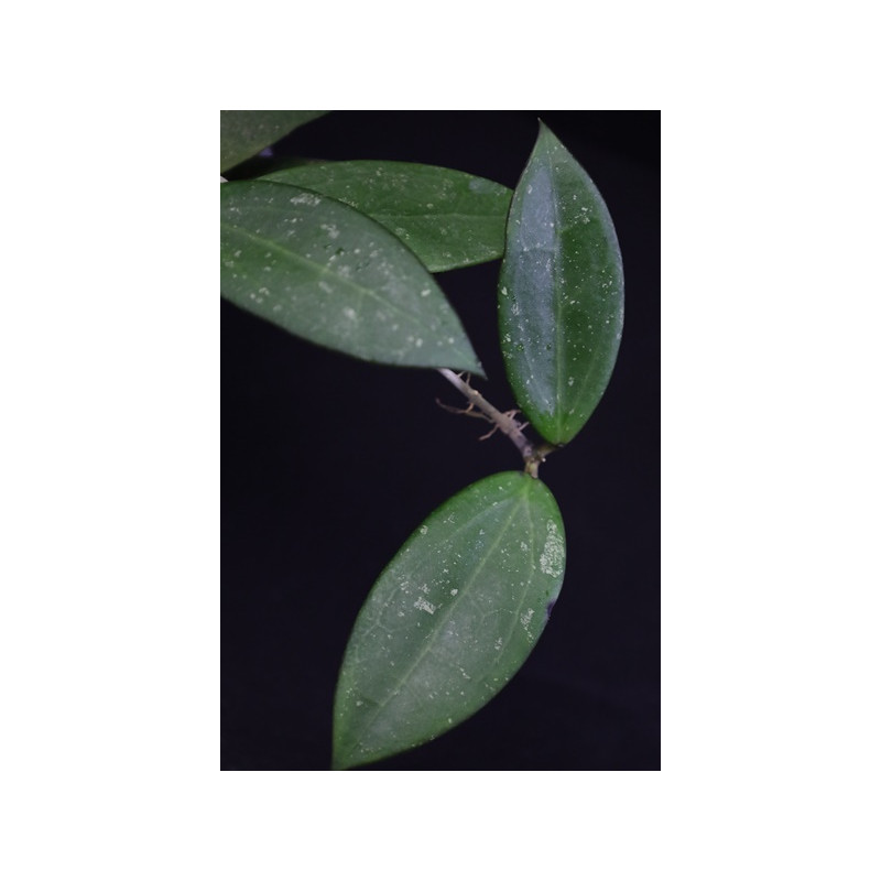 Hoya sp. Nakhon nayok ( Miral 220 ) store with hoya flowers