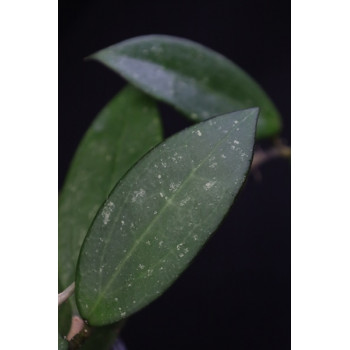 Hoya sp. Nakhon nayok ( Miral 220 ) store with hoya flowers