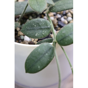 Hoya 'Edamame' store with hoya flowers