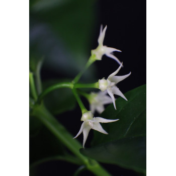 Hoya solokensis store with hoya flowers