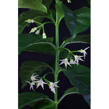 Hoya solokensis store with hoya flowers