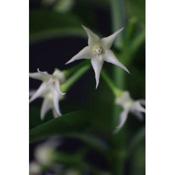 Hoya solokensis store with hoya flowers