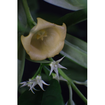 Hoya solokensis store with hoya flowers