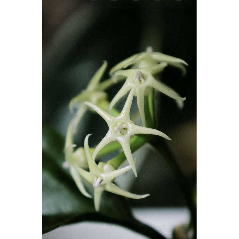 Hoya solokensis store with hoya flowers