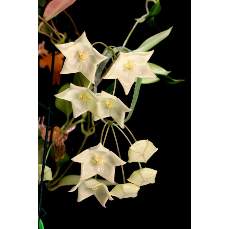 Hoya nyhuusiae - rooted store with hoya flowers