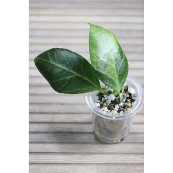 Hoya obscura albomarginata - rooted store with hoya flowers