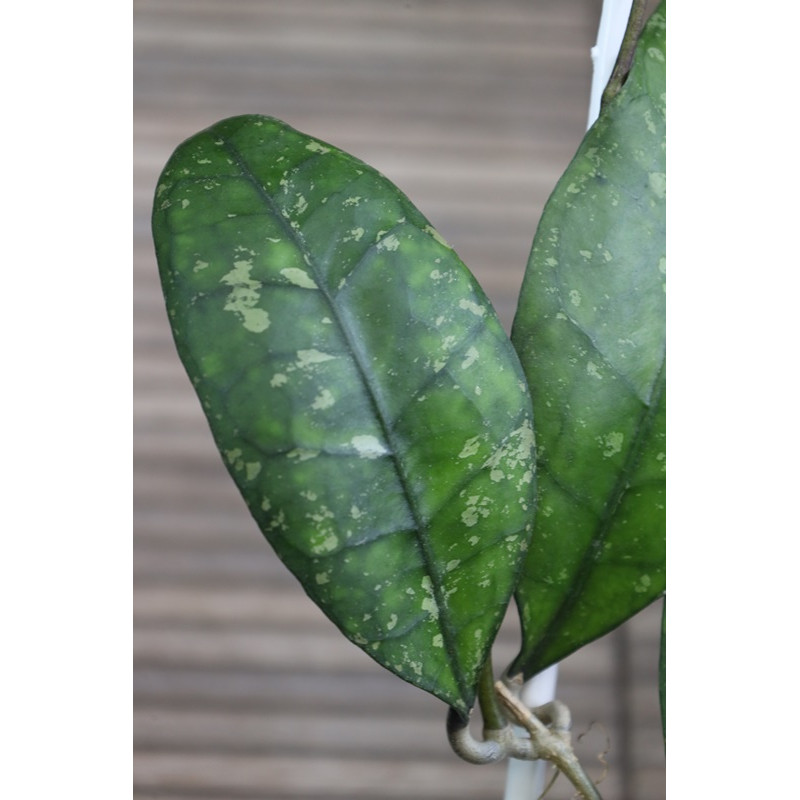 Hoya clemensiorum sp. Putussibau store with hoya flowers