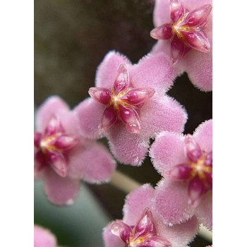 Hoya 'Suwanna Gems' store with hoya flowers