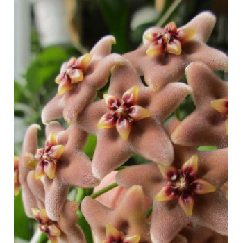 Hoya sp. Ovalau Isl. store with hoya flowers