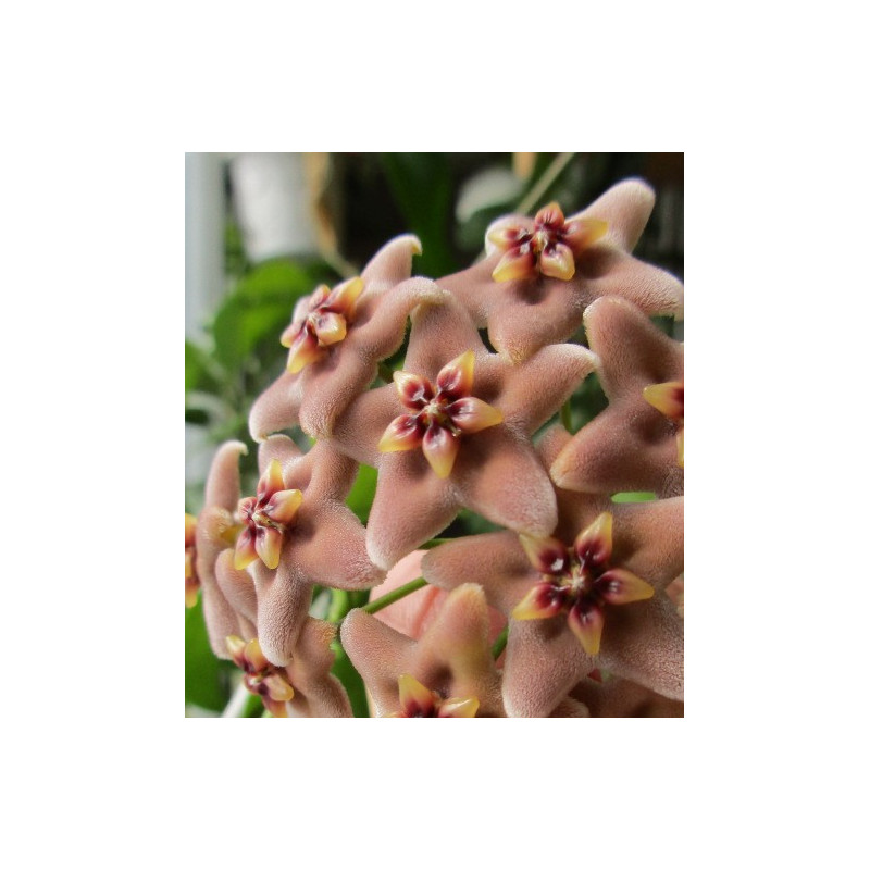 Hoya sp. Ovalau Isl. store with hoya flowers