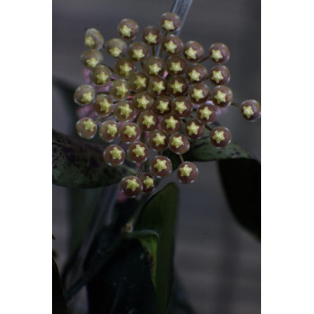 Hoya sp. Jabar ( West Java ) sklep z kwiatami hoya