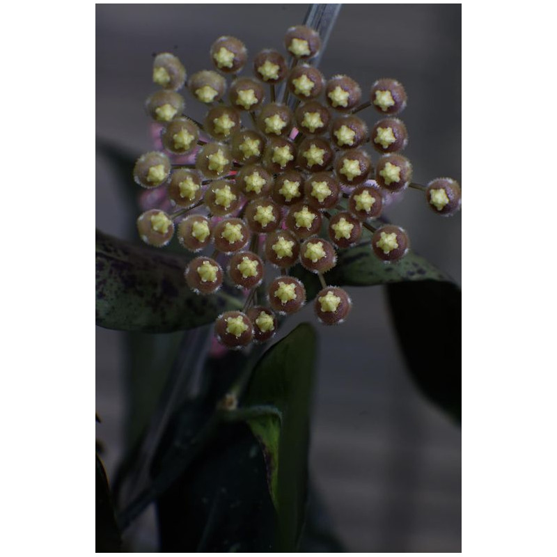 Hoya sp. Jabar ( West Java ) store with hoya flowers