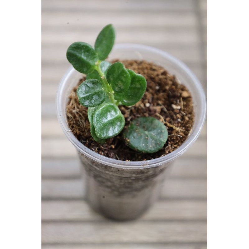 Hoya tengchongensis - rooted store with hoya flowers