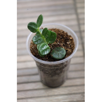 Hoya tengchongensis - rooted store with hoya flowers