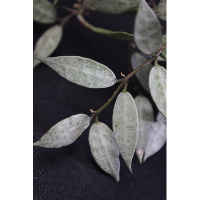 Hoya lacunosa 'White Pearl' store with hoya flowers