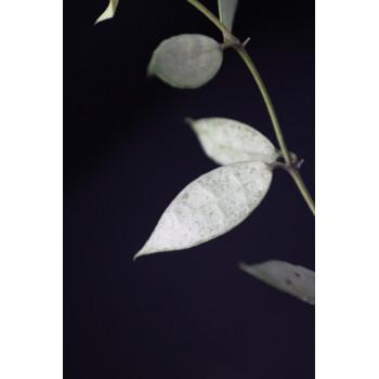 Hoya lacunosa 'White Pearl' store with hoya flowers