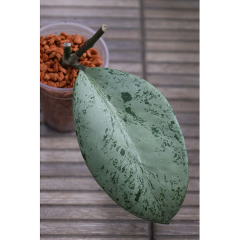 Hoya obovata ( silver leaf ) - rooted internet store