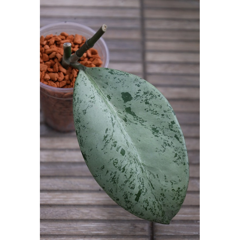 Hoya obovata ( silver leaf ) store with hoya flowers