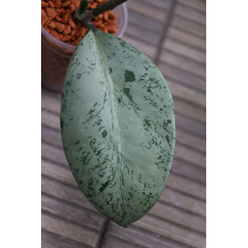 Hoya obovata ( silver leaf ) store with hoya flowers