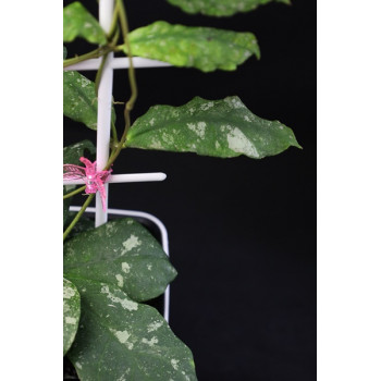 Hoya mitrata perfect splash store with hoya flowers