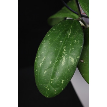 Hoya 'BELLADONNA' store with hoya flowers