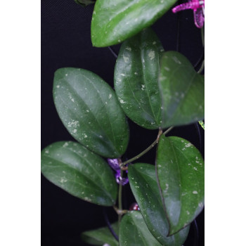 Hoya 'BELLADONNA' store with hoya flowers