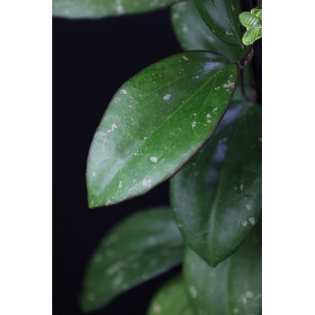 Hoya 'BELLADONNA' store with hoya flowers