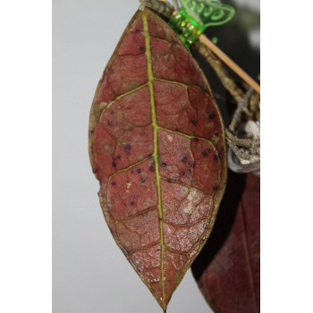 Hoya sp. Central Kalimantan Borneo store with hoya flowers