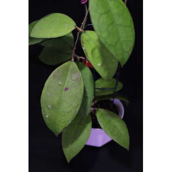 Hoya sp. Central Kalimantan Borneo store with hoya flowers