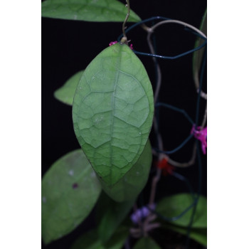 Hoya sp. Central Kalimantan Borneo store with hoya flowers