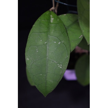 Hoya sp. Central Kalimantan Borneo store with hoya flowers