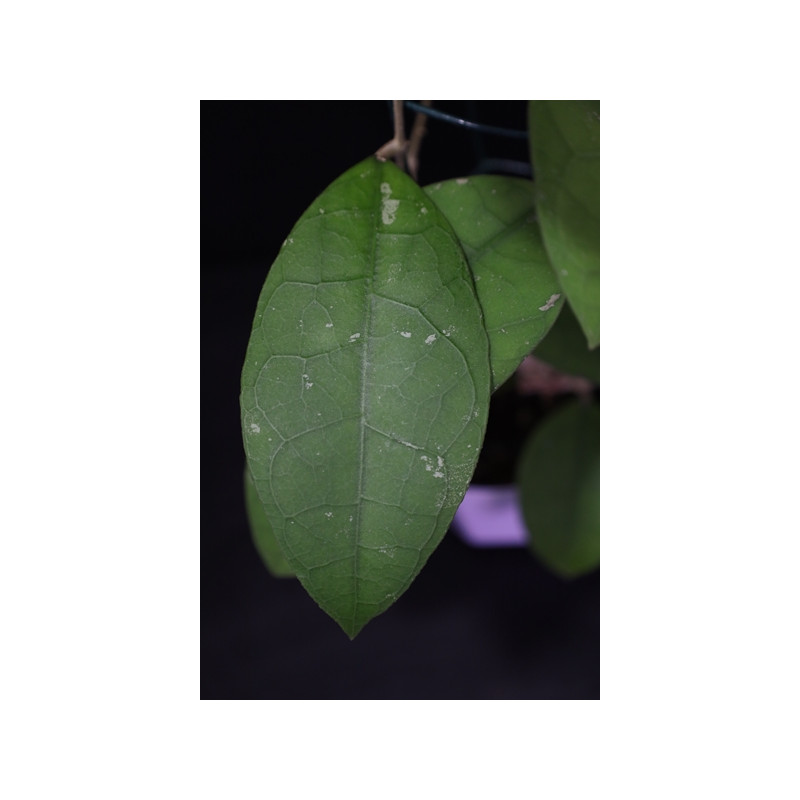 Hoya sp. Central Kalimantan Borneo store with hoya flowers