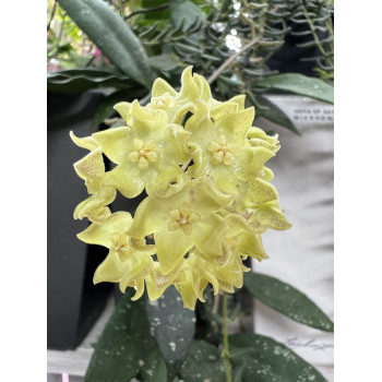 Hoya sp. Central Kalimantan Borneo store with hoya flowers