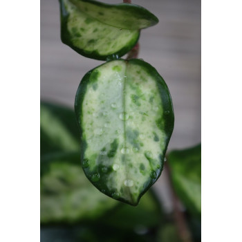 Hoya carnosa 'Madara' (GE Green Edge) store with hoya flowers