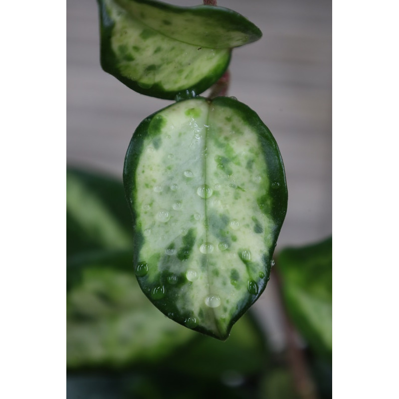 Hoya carnosa 'Madara' (GE Green Edge) store with hoya flowers