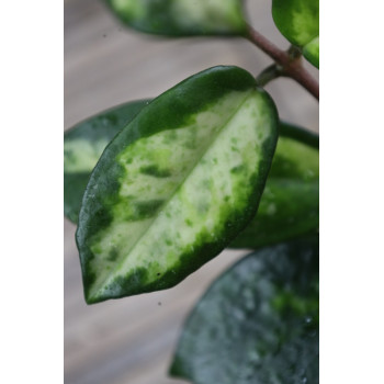 Hoya carnosa 'Madara' (GE Green Edge) store with hoya flowers