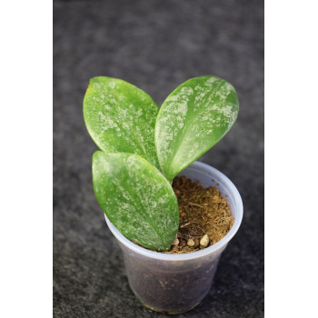 Hoya diptera splash leaves - rooted store with hoya flowers