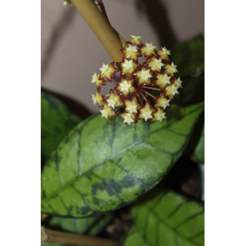 Hoya callistophylla big leaves ( Sabah, Borneo ) - rooted store with hoya flowers