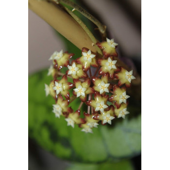 Hoya callistophylla big leaves ( Sabah, Borneo ) - rooted store with hoya flowers