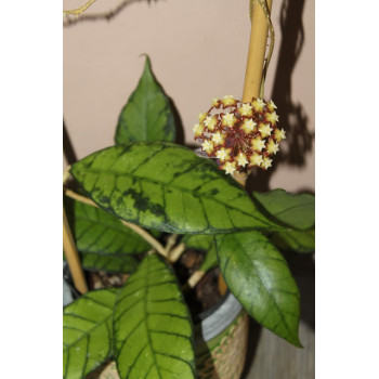 Hoya callistophylla big leaves ( Sabah, Borneo ) - rooted store with hoya flowers