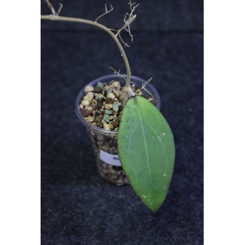 Hoya sp. Jabar 02 - ukorzeniona sklep z kwiatami hoya