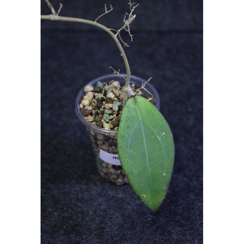 Hoya sp. Jabar 02 - ukorzeniona sklep z kwiatami hoya