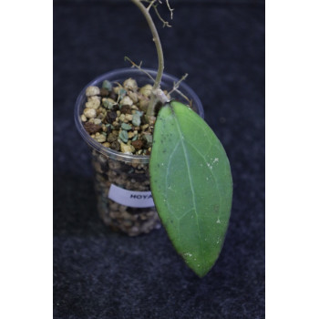 Hoya sp. Jabar 02 - ukorzeniona sklep z kwiatami hoya