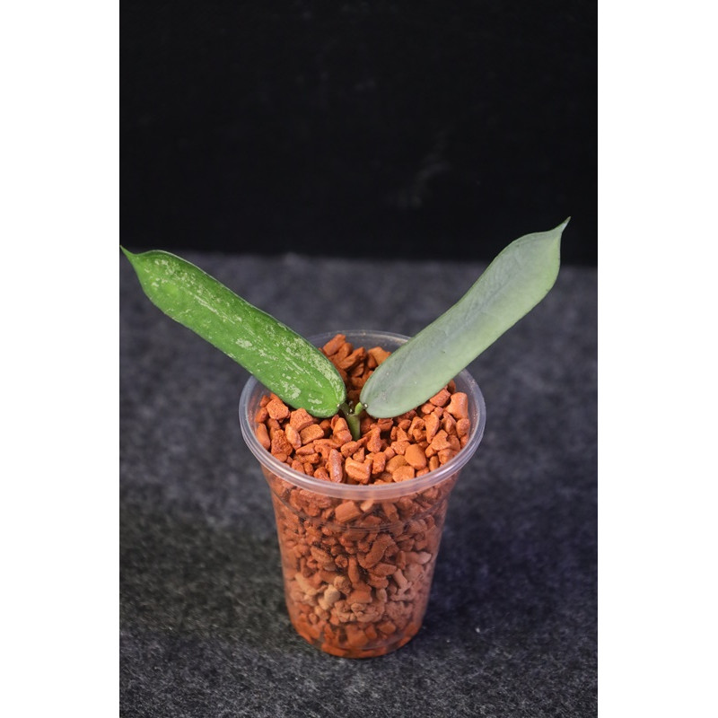 Hoya pandurata SILVER - rooted store with hoya flowers