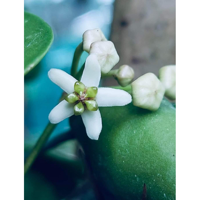 Hoya sungwookii ( splash leaves ) store with hoya flowers